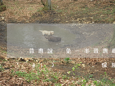 普惠說減免一半 普惠退服務(wù)費(fèi)、保險(xiǎn)費(fèi)是真的嗎